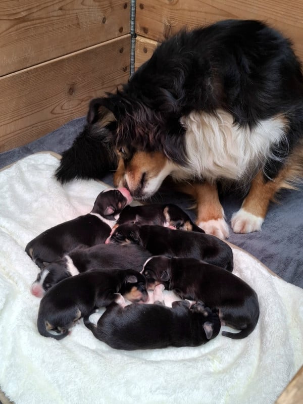 Berger Américain Miniature  - Delsass