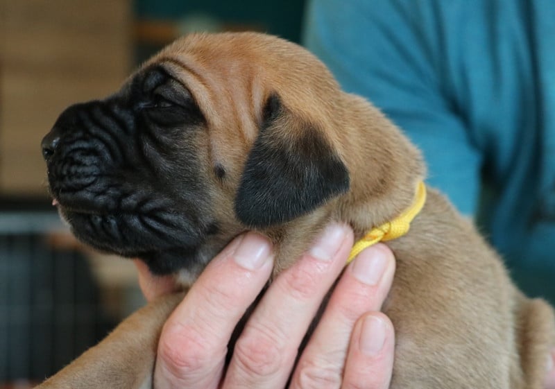 Attila - collier jaune