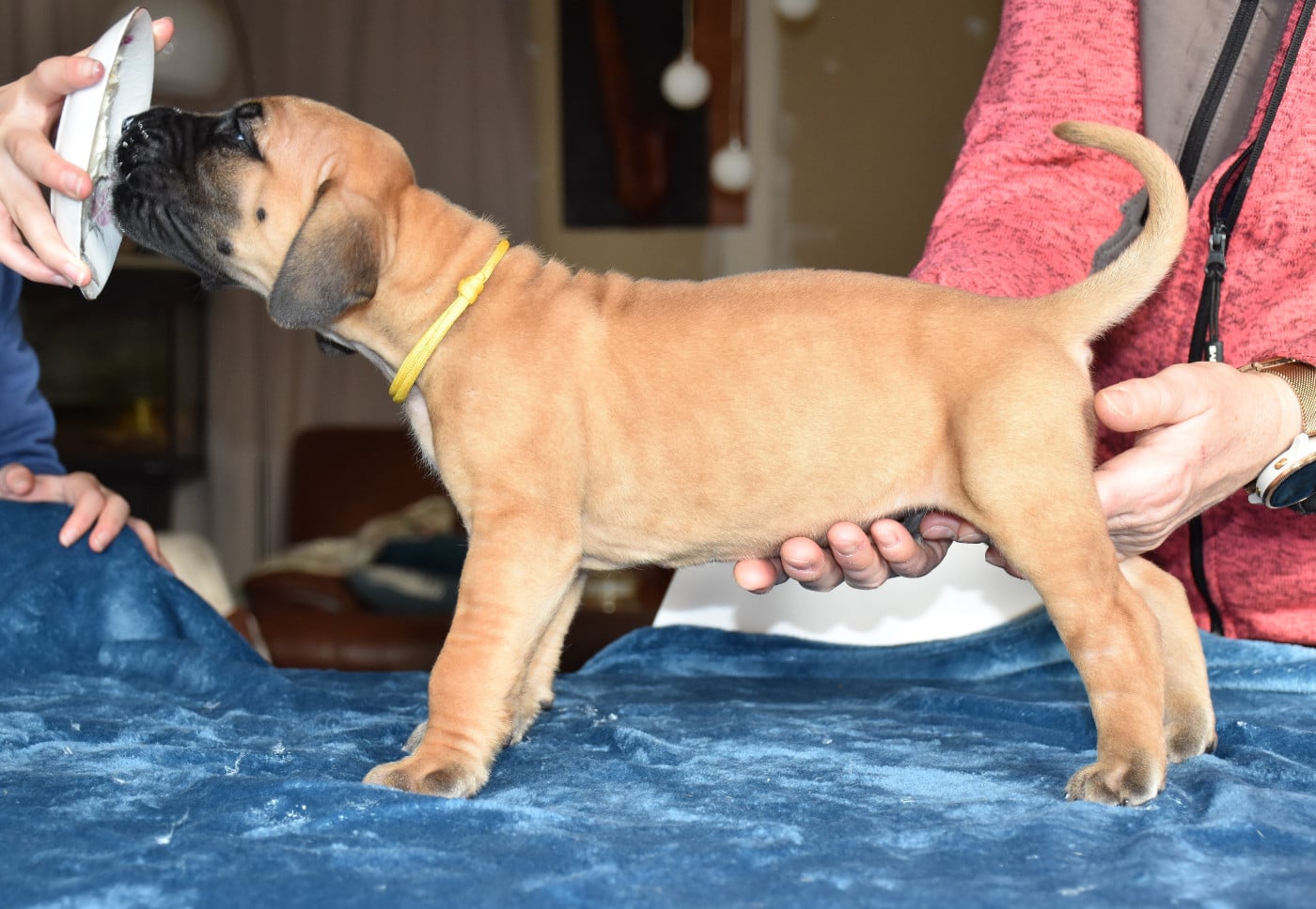 Attila - collier jaune