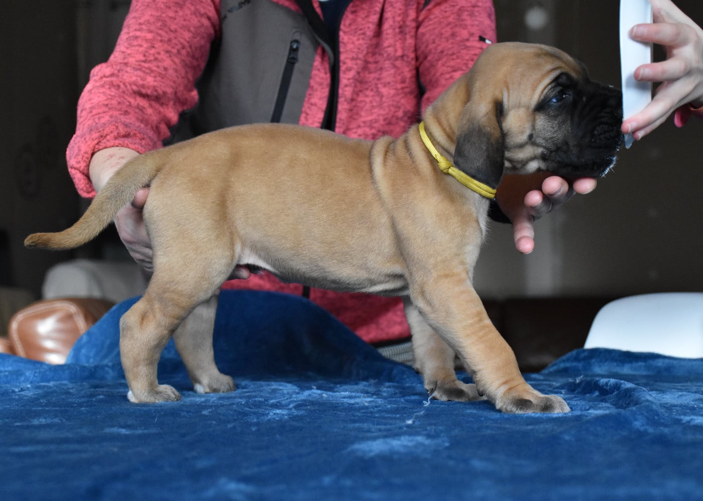 Attila - collier jaune