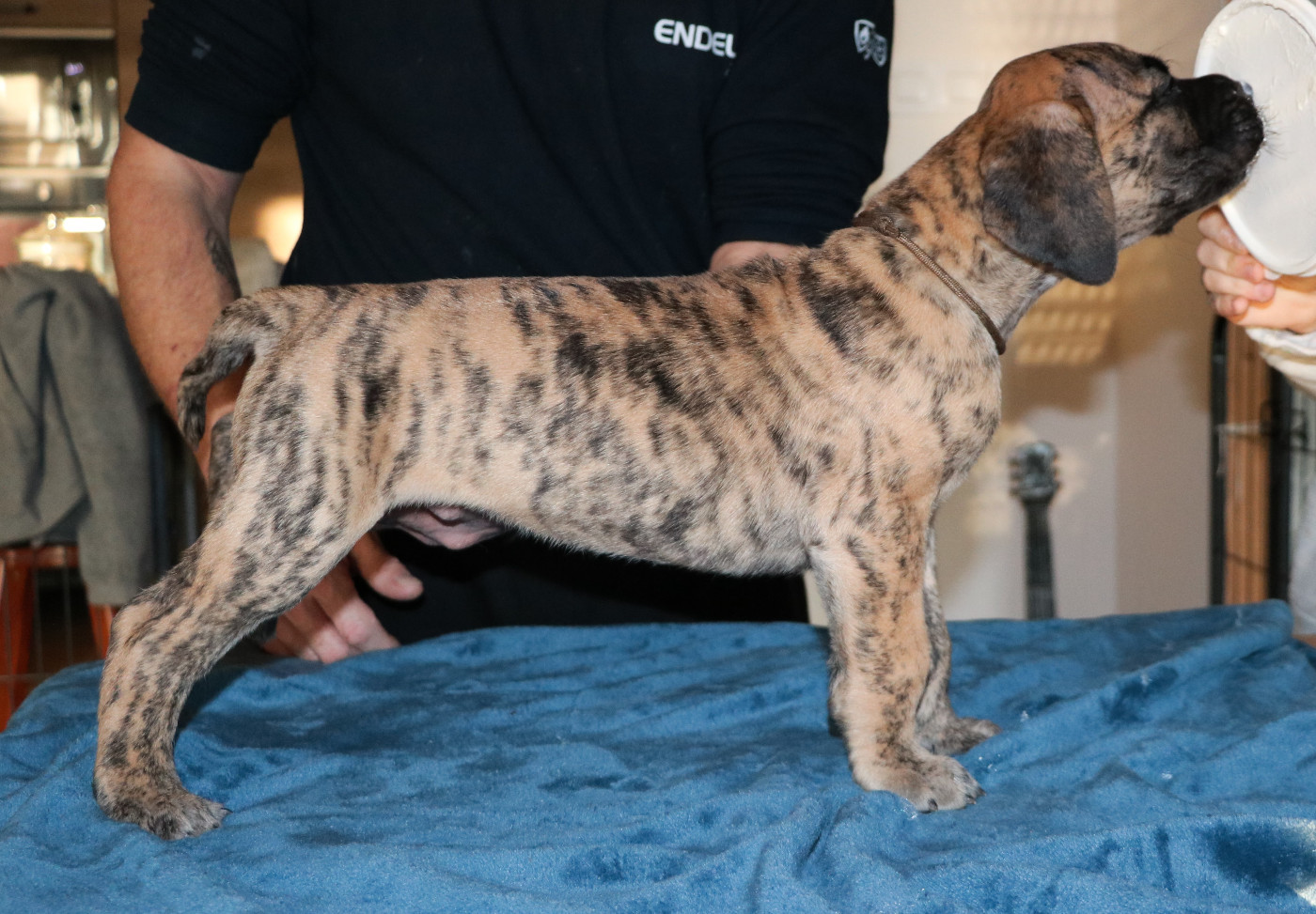 Adagio - collier marron