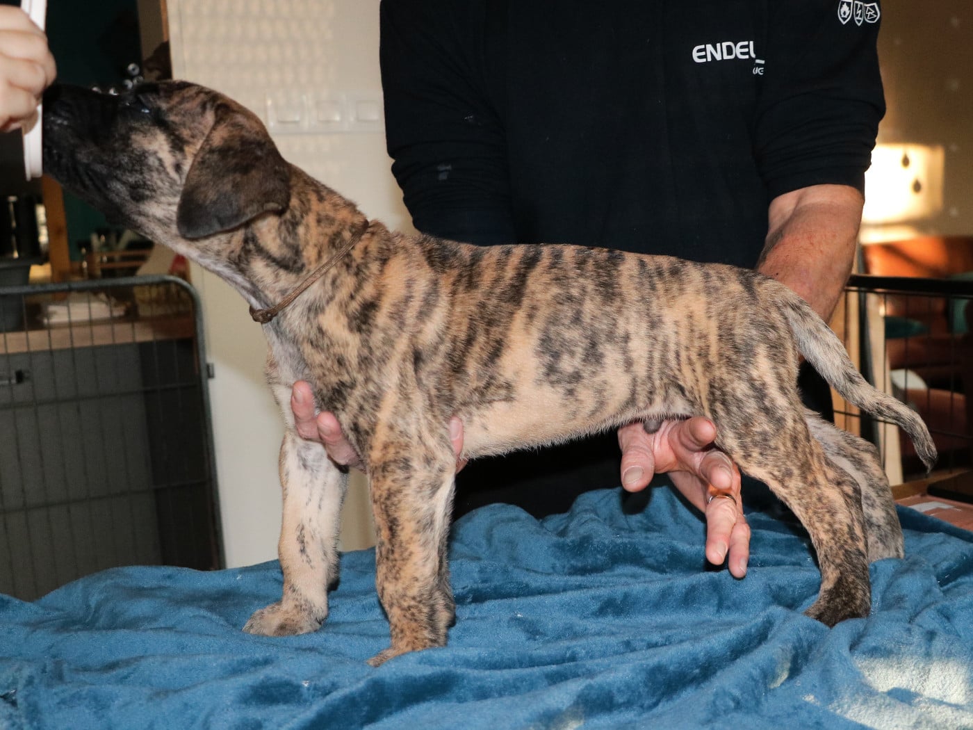 Adagio - collier marron