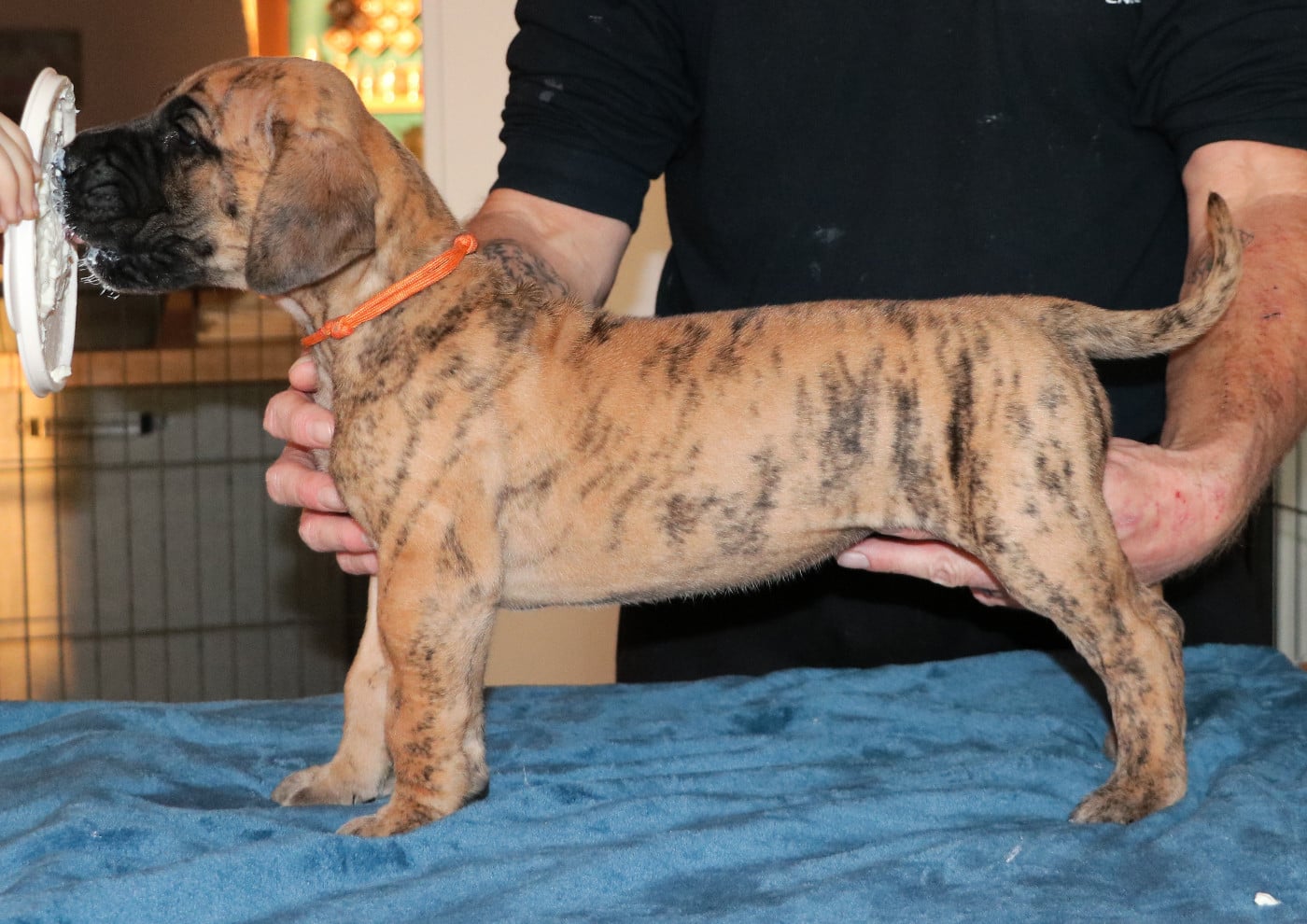 Altéa - collier orange