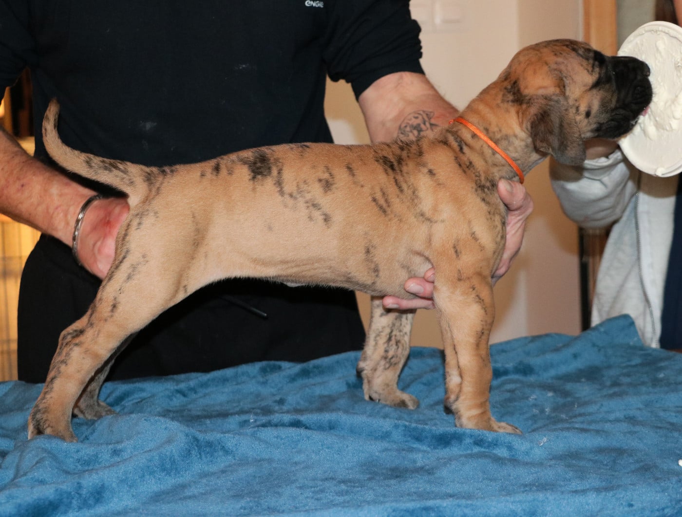 Altéa - collier orange