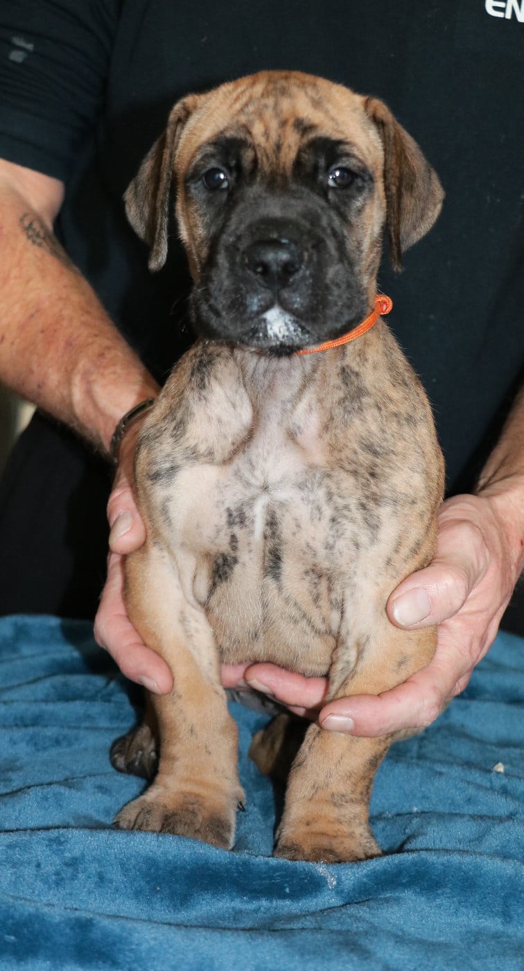 Altéa - collier orange