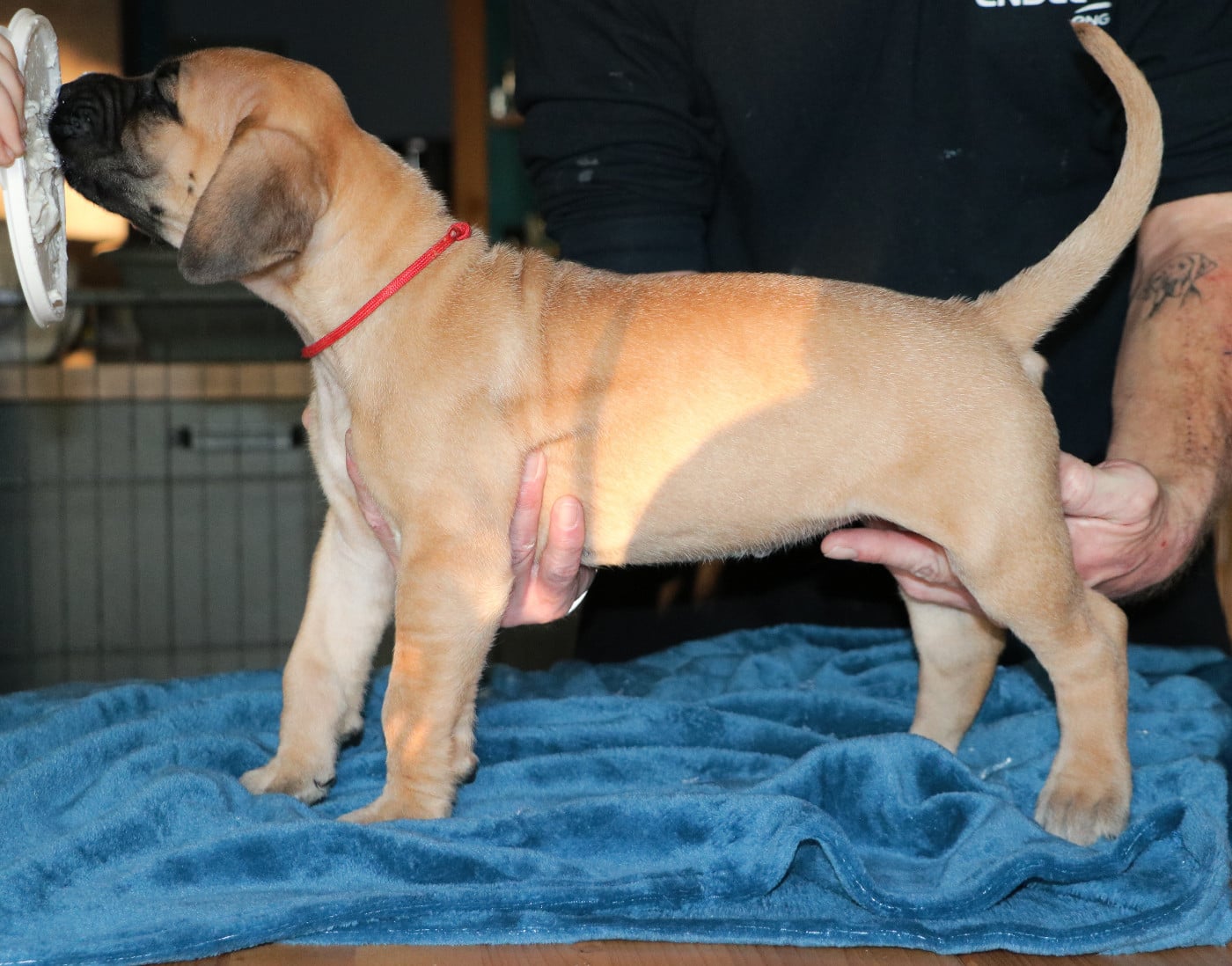 Apollonia - collier rouge