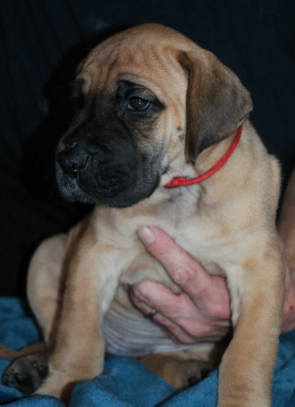 Apollonia - collier rouge