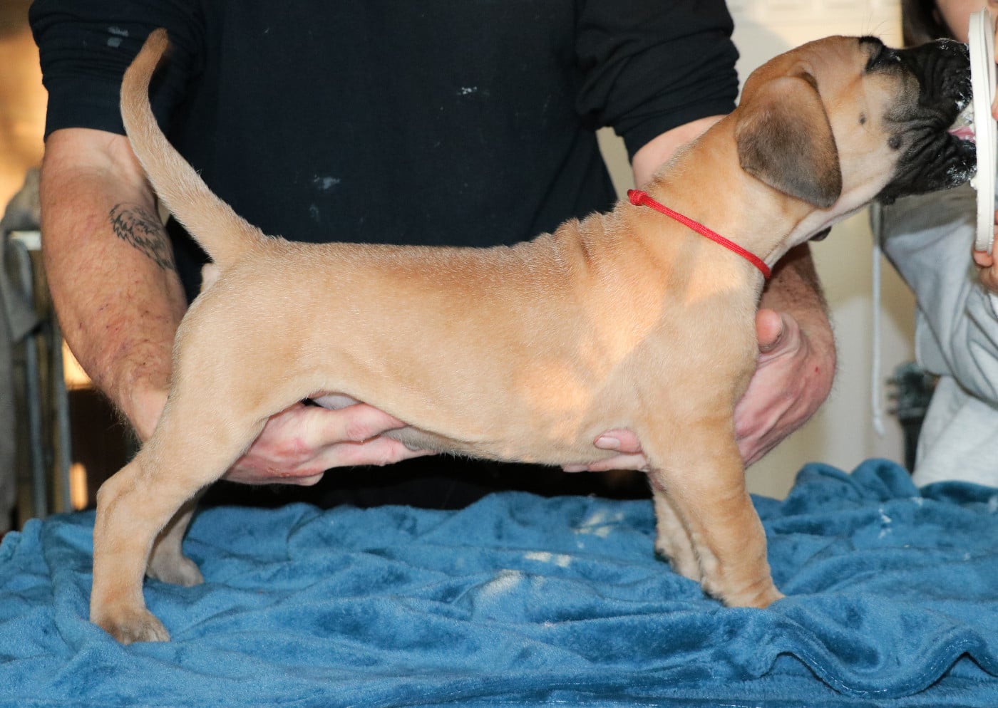 Apollonia - collier rouge