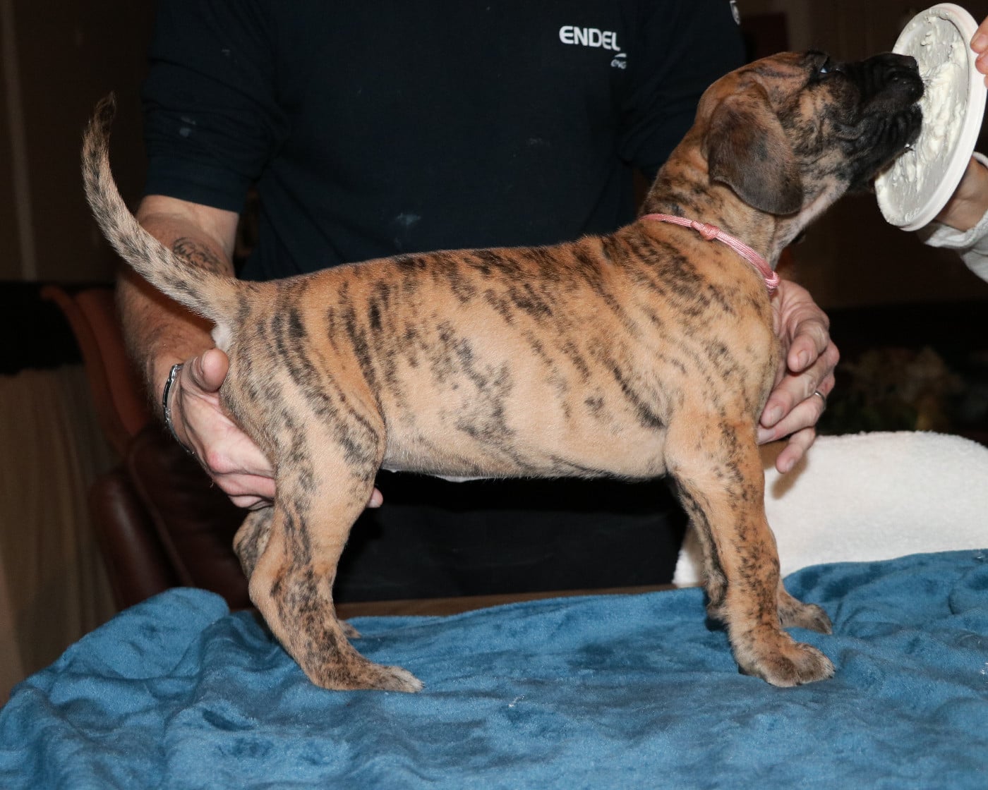 Athéna - collier rose