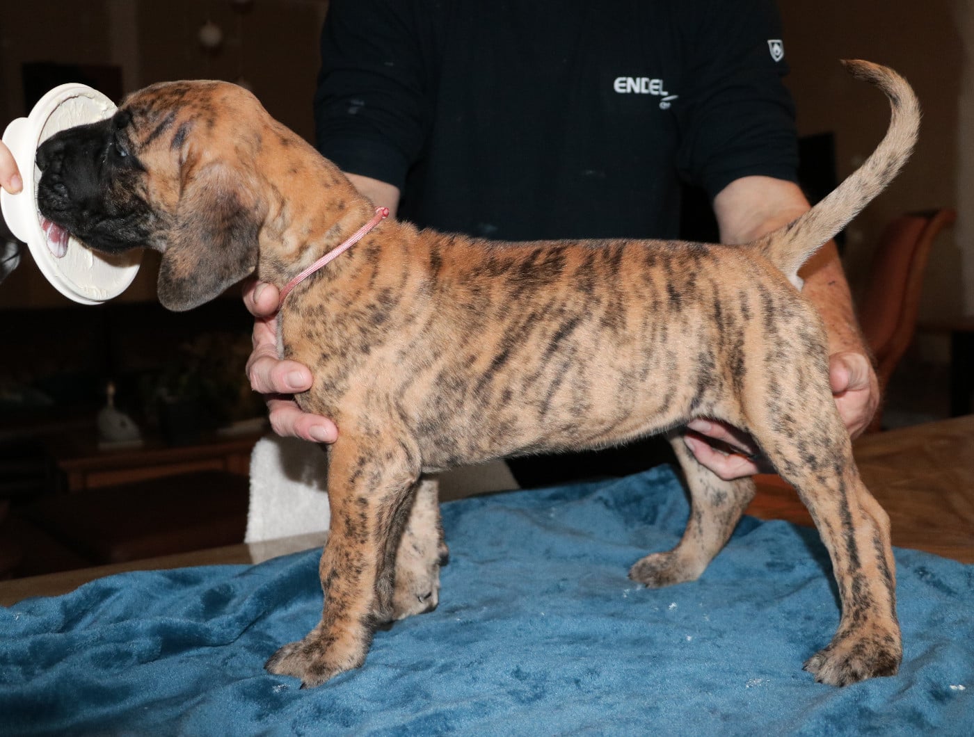 Athéna - collier rose