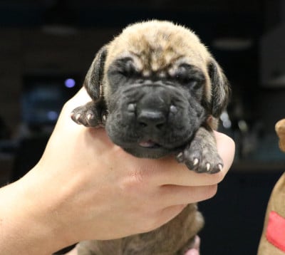 Les chiots de Dogue allemand