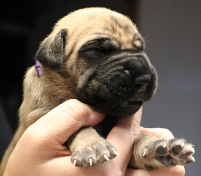 Les chiots de Dogue allemand