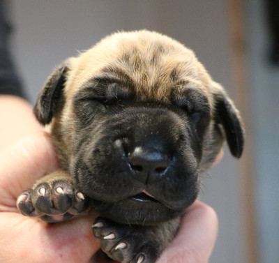 Les chiots de Dogue allemand