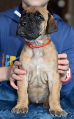 Les chiots de Dogue allemand