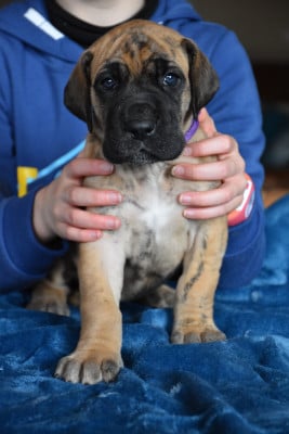 Les chiots de Dogue allemand