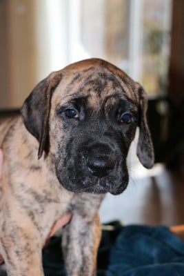 Les chiots de Dogue allemand