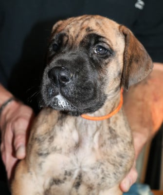 Les chiots de Dogue allemand