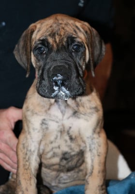 Les chiots de Dogue allemand