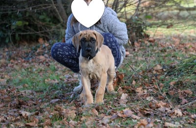 Les chiots de Dogue allemand