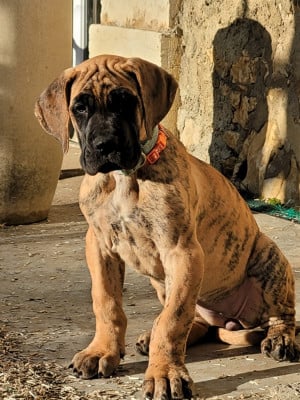 Les chiots de Dogue allemand