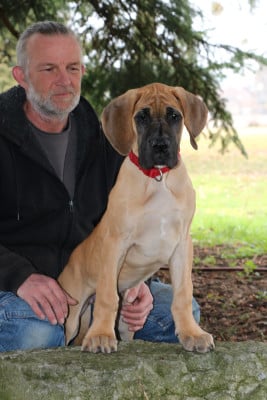 Les chiots de Dogue allemand