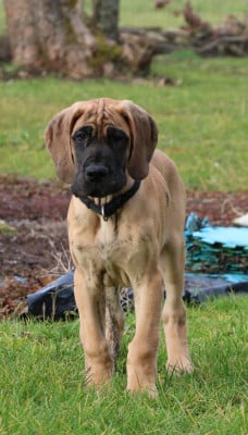 Les chiots de Dogue allemand