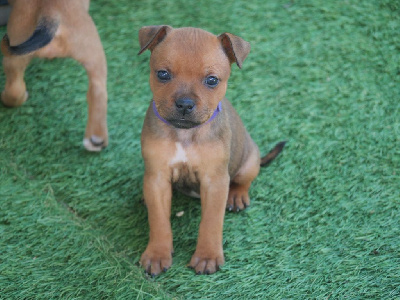 Les chiots de Staffordshire Bull Terrier