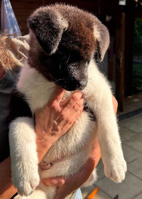 Les chiots de Akita americain