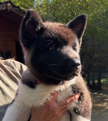 Les chiots de Akita americain