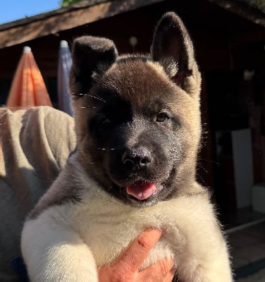 Les chiots de Akita americain