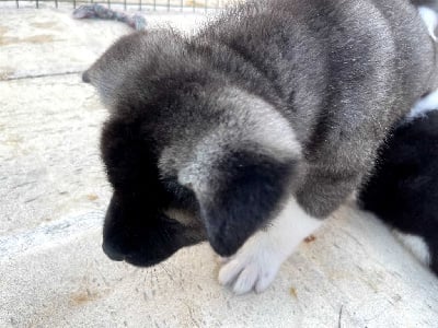 Les chiots de Akita americain