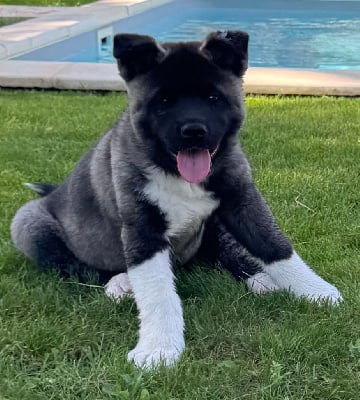 Les chiots de Akita americain