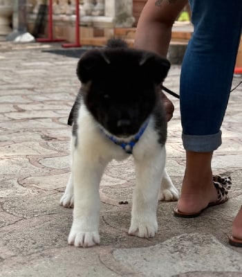 Les chiots de Akita americain