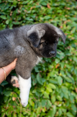 Les chiots de Akita americain
