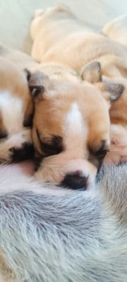 Les chiots de Bulldog continental