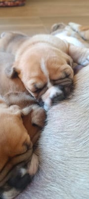 Les chiots de Bulldog continental