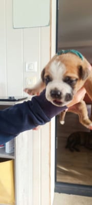 Les chiots de Bulldog continental