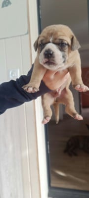 Les chiots de Bulldog continental