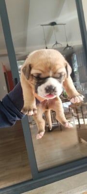 Les chiots de Bulldog continental