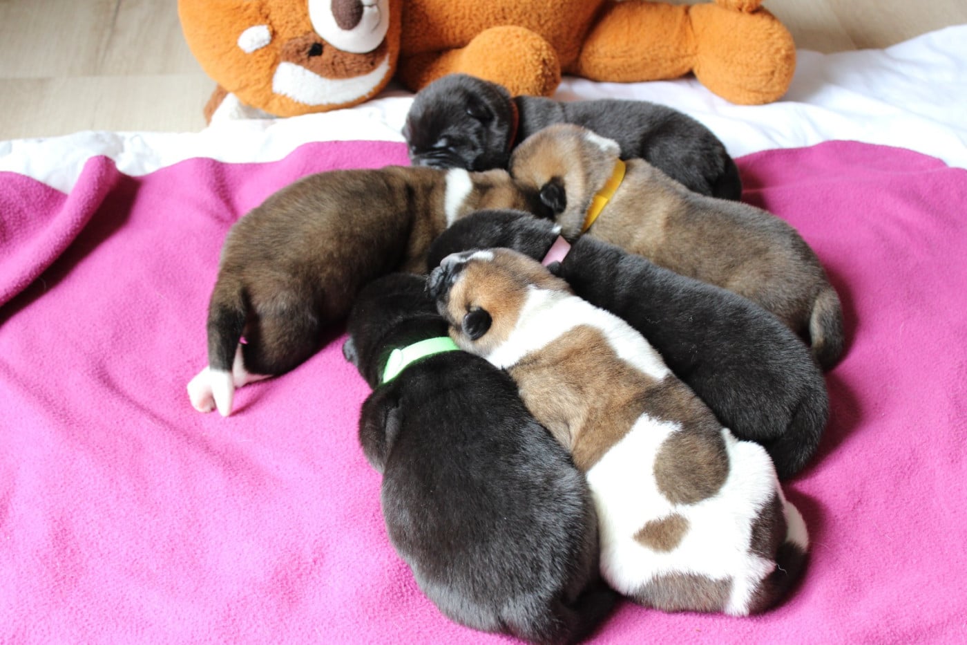 Akita americain - Galadriel's Angels