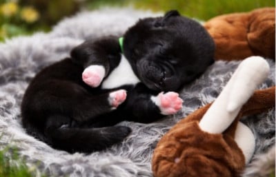 Chiot N°1 - Akita americain