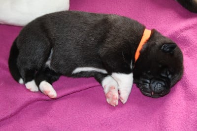 Chiot N°3 - Akita americain