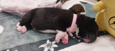 Chiot N°4 - Akita americain