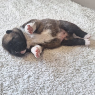 Chiot N°6 - Akita americain