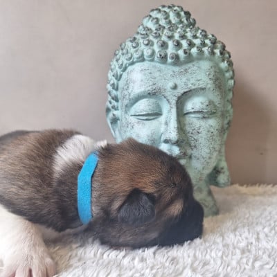 Chiot N°5 - Akita americain