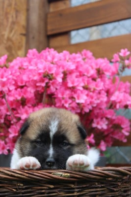 Les chiots de Akita americain