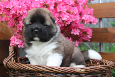 Les chiots de Akita americain