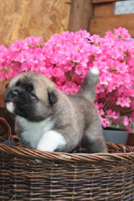 Les chiots de Akita americain