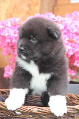 Les chiots de Akita americain