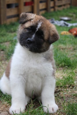 Les chiots de Akita americain